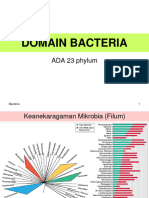 Domain Bacteria