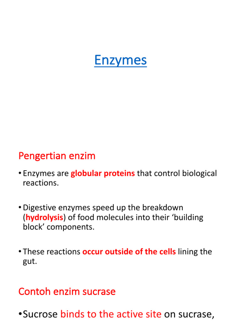 Kuliah II Digestive Enzymes PDF Enzyme Human Digestive System
