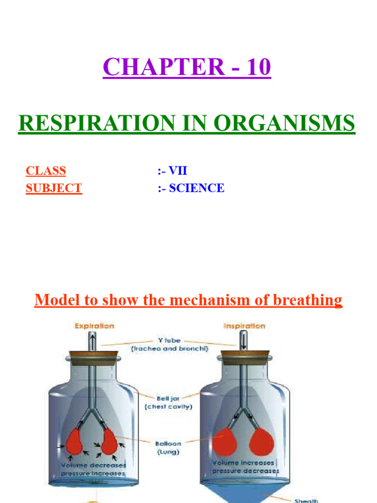 Mechanism of Breathing in Organisms | PDF | Social Science | Science ...