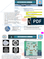 P-R1-T7-Cisticercosis Humana