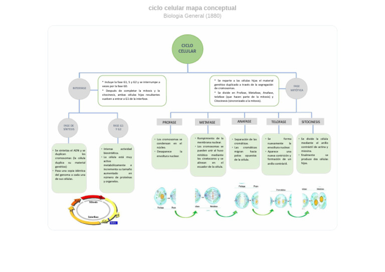 Mapa Conceptual del Ciclo Celular | PDF | Mitosis | Biología