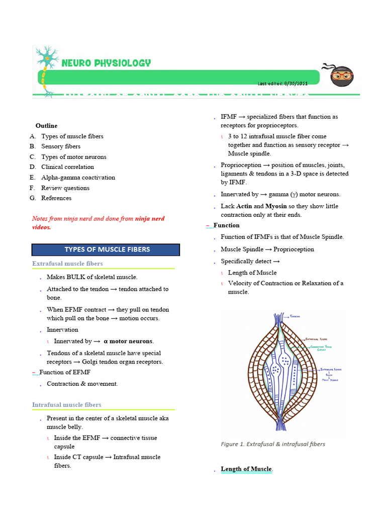 07d - Spinal Cord - Reflexes - Ninja Nerd & DR Najeeb | PDF | Motor ...