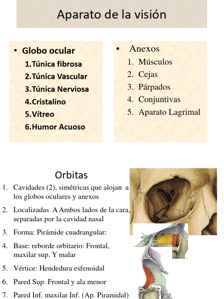 Aparato Visual | PDF | Anatomía | Morfología (biología)