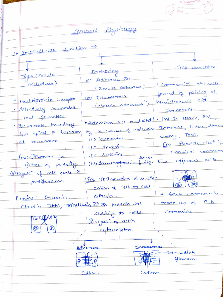 Physiology Notes | PDF