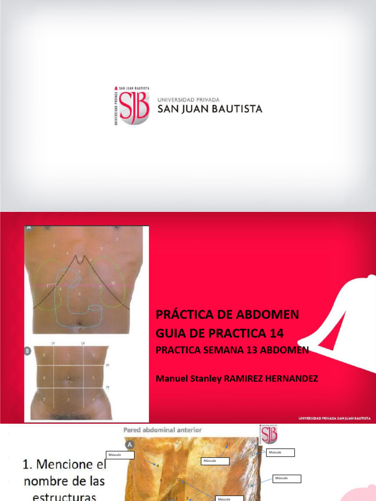 Guia de Practica 14 Práctica 13 Abdomen | PDF | Abdomen | Hígado