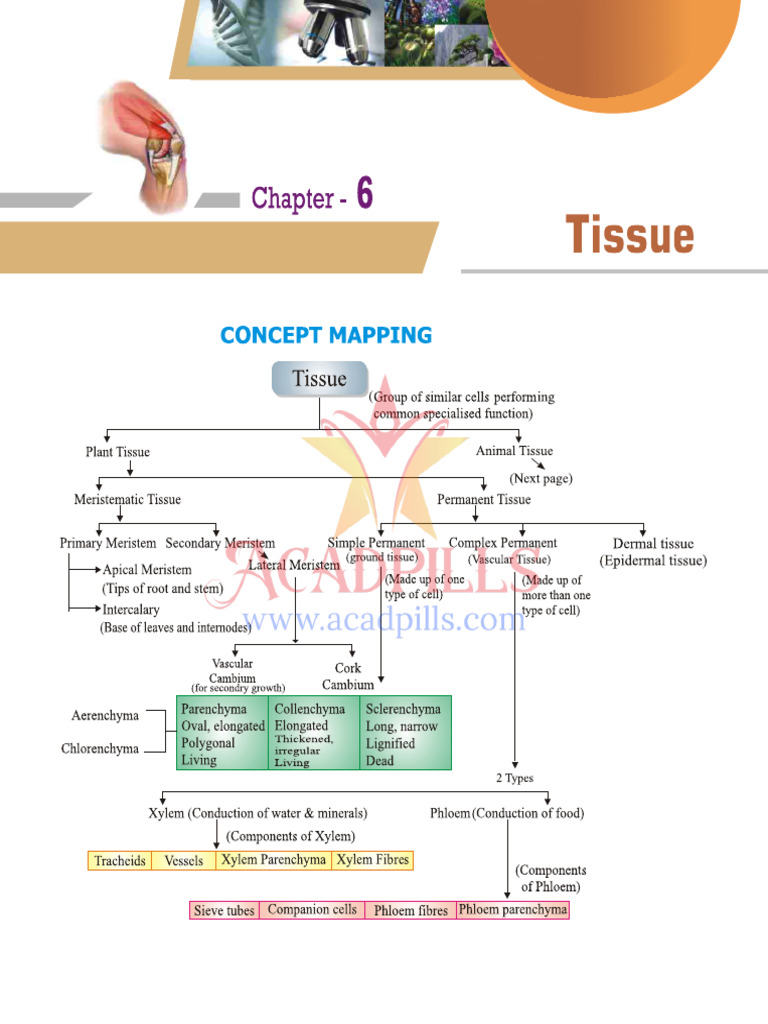 Tissue Notes With Important Questions PDF