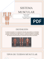 Sistema Muscular2