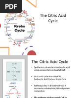 The Citric Acid Cycle