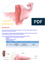 Sistema Reproductor