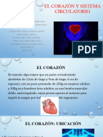 El Corazón y Sistema Circulatorio