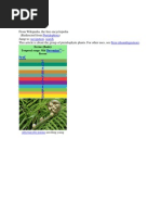 STRONG×DICKIE'S “88” gray ours 30 Annual Review of Pteridological Research | PDF | Fern | Plants