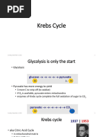 Krebs Cycle