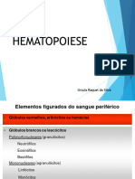 Hematopoiese - Eritropoiese