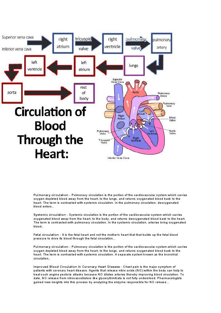 Blood Circulation | PDF | Circulatory System | Heart