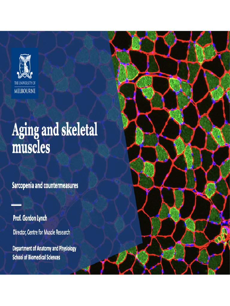 PHYS30012 Aging and Countermeasures | PDF | Ageing | Skeletal Muscle
