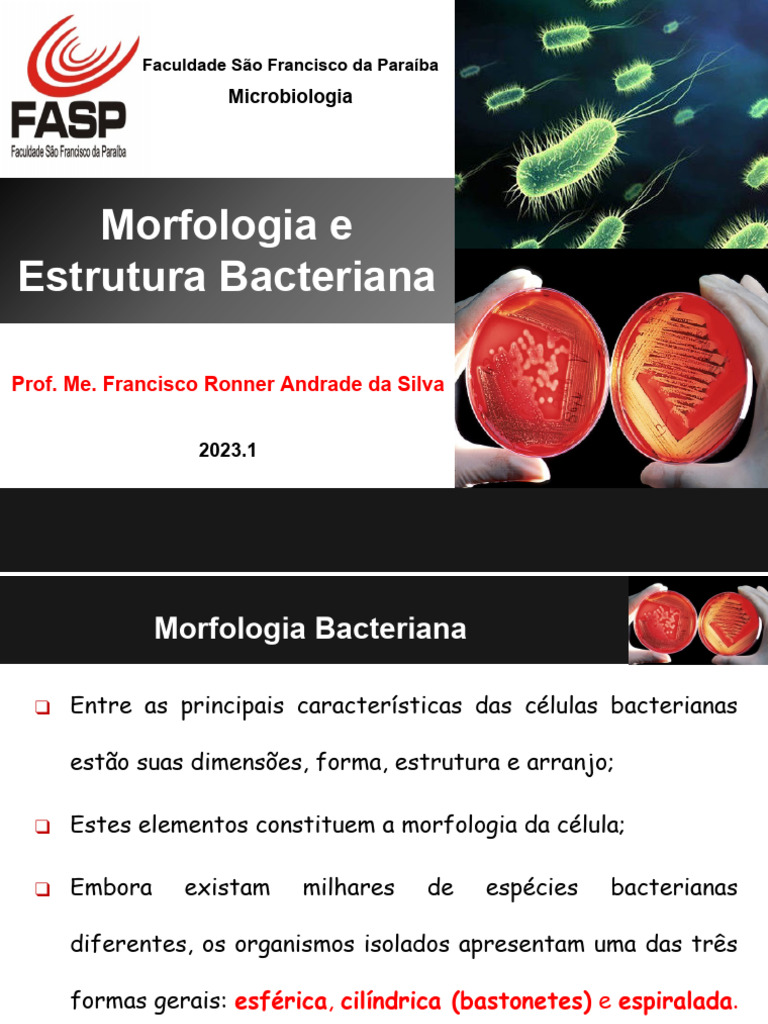 Morfologia e Estrutura das Bactérias | PDF | Bactérias | Célula (Biologia)