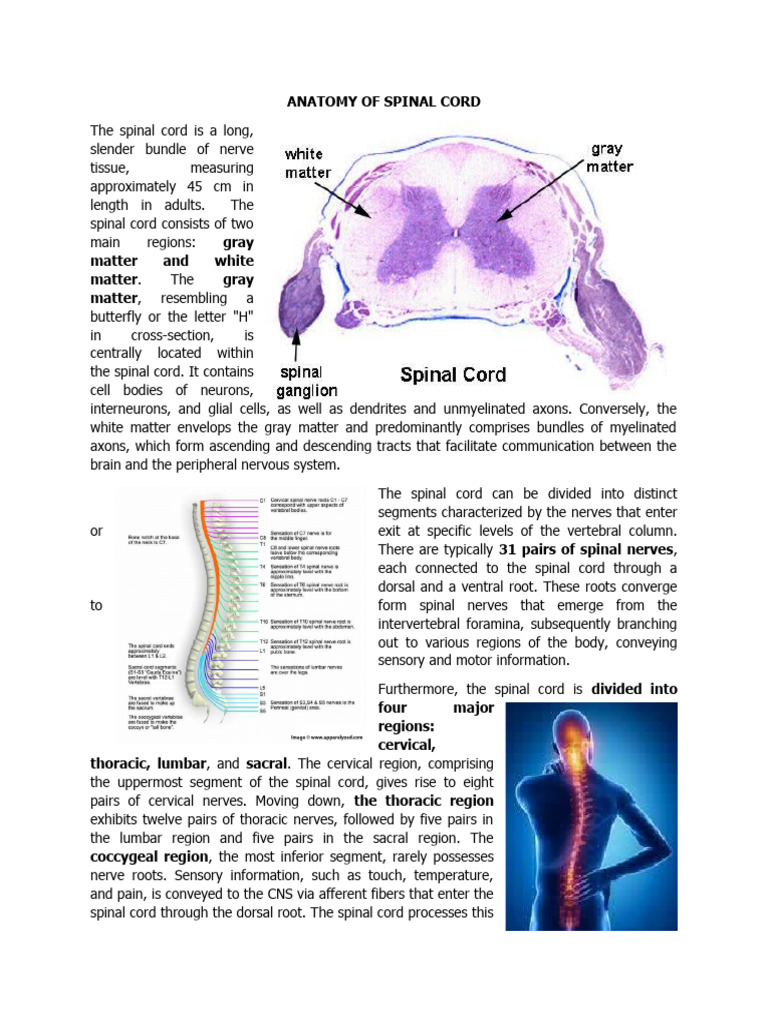 Anatomy Of Spinal Cord Pdf Spinal Cord Vertebral Column