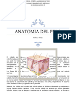 anatomia del pelo