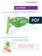 La Hoja