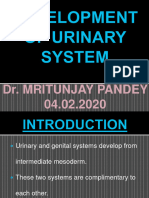 Development of Urinary System