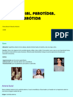 Terminación de Región Facial, Parotídea, Glándula Parótida-Flores Becerril Braulio Antonio-1cm8