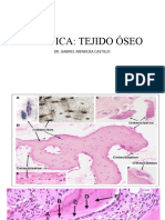 Práctica Tejido Óseo