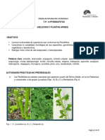 TP 11 Pteridófitos 2023 Corregido - 230807 - 191021