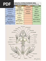 External Anatomy of the Frog | PDF | Vertebra | Peritoneum