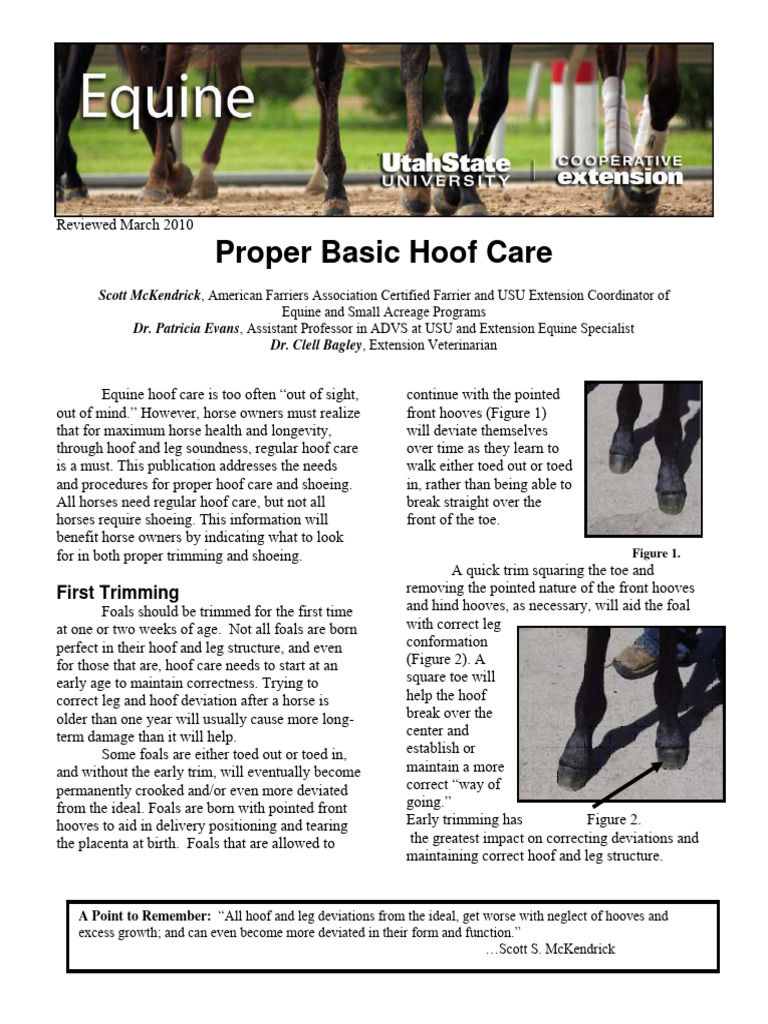 Proper Basic Hoof Care PDF Horses Equus (Genus)