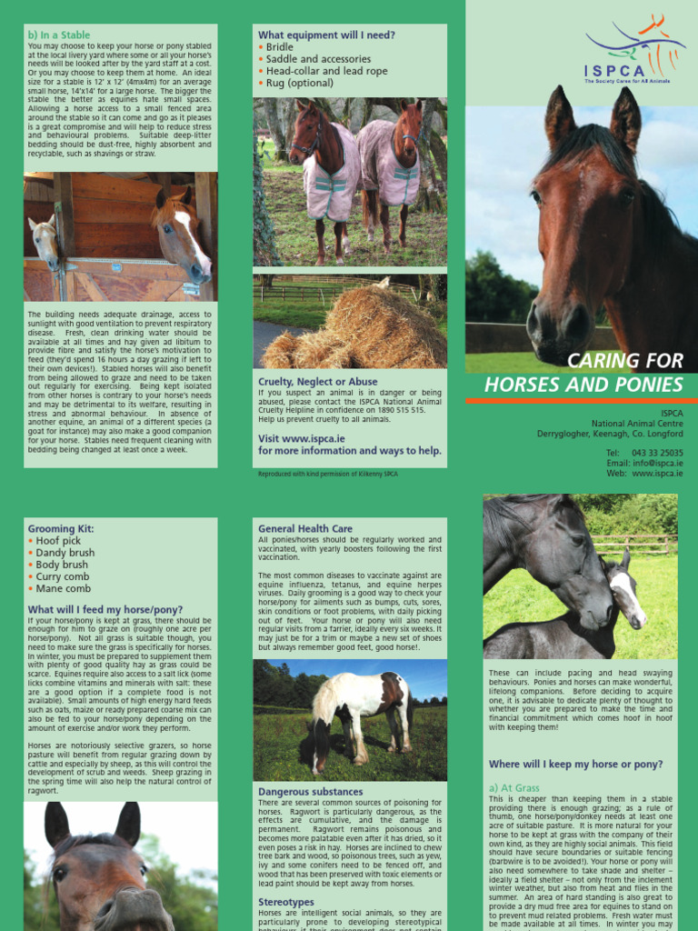 Essential Horse Care and Stable Guide | PDF | Horses | Hay