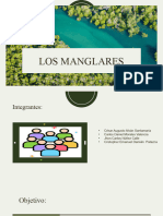 Manglares-Avance Del Portafolio 2