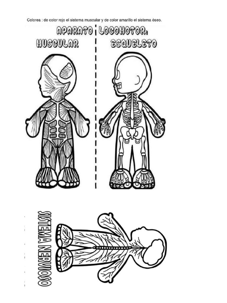 Aparato locomotor pdf
