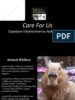 Care For Us Capybaras