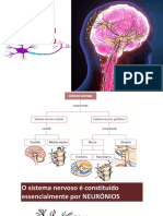 Sistema Nervoso 6º Ano