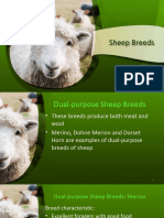 Lesson 3 Sheep Breeds