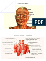 Músculos Do Corpo 05.10