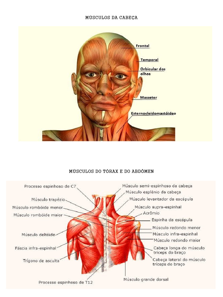 M sculos do corpo 05 10 pdf