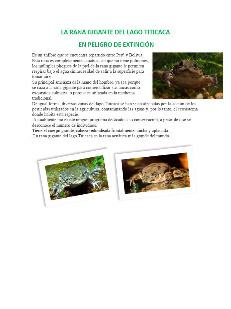 La Rana Gigante Del Lago Titicaca | PDF