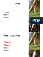 Hort1007 Plant Anatomy - Tissues and Stems F23