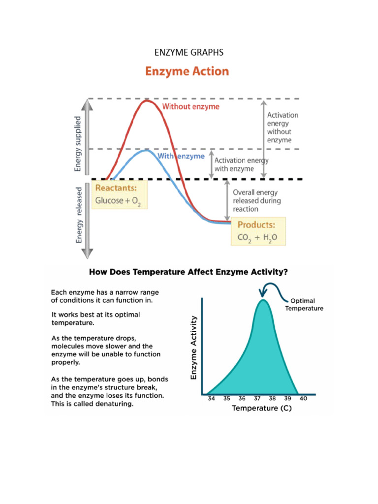ENZYME GRAPHS PDF