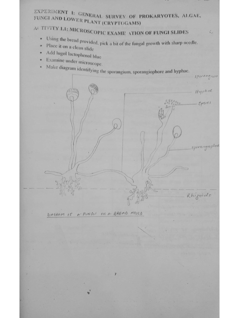 BLY Practical Manual PDF