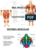 muscular ergofiziologie (1)