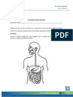 Anatomía Sistema Digestivo