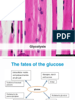 5.2.1 Glycolysis