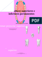Premolares Superiores e Inferiores Permanentes