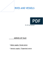 Face-Nerves and Vessels