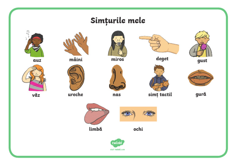 Partile Corpului Si Cele Cinci Simturi - Plansa Cu Vocabular | PDF