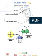 Necleic Acid 1