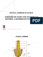 Plex Lombar & Sacral