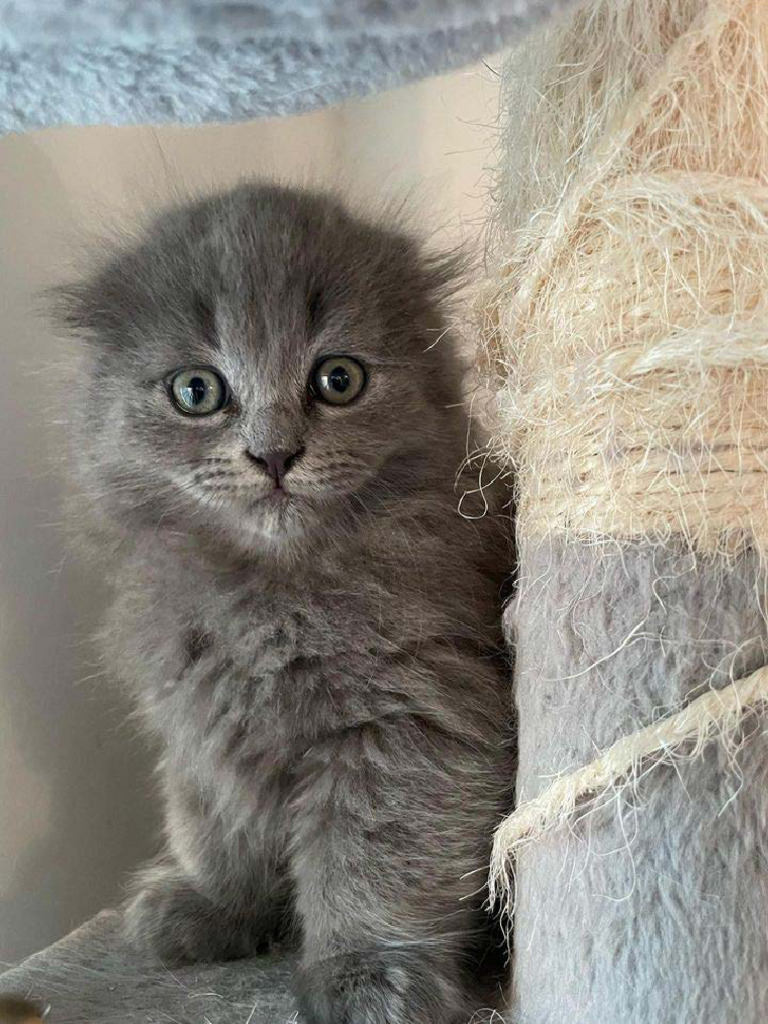 Munchkin cats for sale PDF